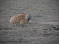 Amboseli-38