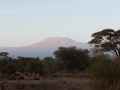 Amboseli-47