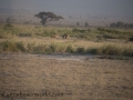 Amboseli-5