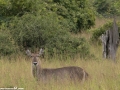 South-Luangwa-1-21