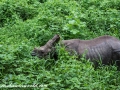 Chitwan (30 of 83)