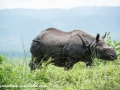 Chitwan (45 of 83)