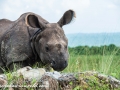 Chitwan (66 of 83)