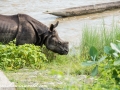 Chitwan NP (25)