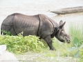 Chitwan NP (26)