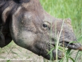 Chitwan NP (27)