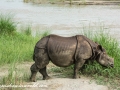 Chitwan NP (3)