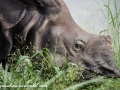 Chitwan NP (30)