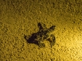 Sea Turtles (1 of 35)