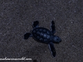 Sea Turtles (22 of 35)