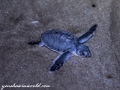 Sea Turtles (25 of 35)