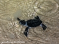 Sea Turtles (8 of 35)