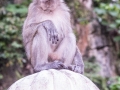 Batu Monkey (1 of 35)