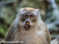 Batu Monkey (12 of 35)