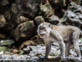 Batu Monkey (13 of 35)