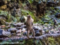 Batu Monkey (14 of 35)