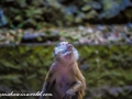 Batu Monkey (17 of 35)