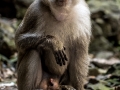 Batu Monkey (19 of 35)