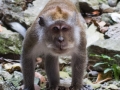 Batu Monkey (20 of 35)