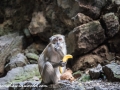 Batu Monkey (22 of 35)