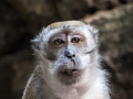 Batu Monkey (24 of 35)