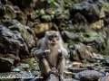 Batu Monkey (25 of 35)