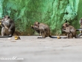 Batu Monkey (26 of 35)