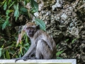 Batu Monkey (3 of 35)