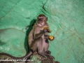 Batu Monkey (5 of 35)