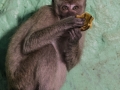 Batu Monkey (6 of 35)