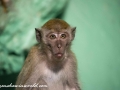 Batu Monkey (8 of 35)