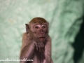 Batu Monkey (9 of 35)