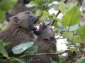 Bigodi Wetland Park-100