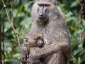 Bigodi Wetland Park-176