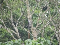 Bigodi Wetland Park-2