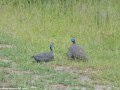 South-Luangwa-1-22