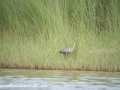 Chitwan NP (59)