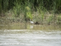 Chitwan NP (71)