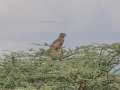 Samburu-42