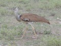 Samburu-63