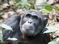 Chimpanzee Trek-102