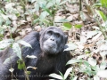 Chimpanzee Trek-104