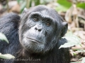 Chimpanzee Trek-106