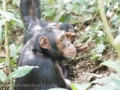 Chimpanzee Trek-125