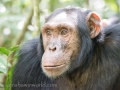 Chimpanzee Trek-128