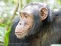 Chimpanzee Trek-130