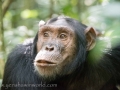 Chimpanzee Trek-132