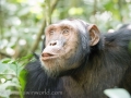 Chimpanzee Trek-137