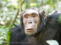 Chimpanzee Trek-138