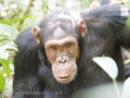 Chimpanzee Trek-139